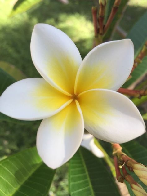 Fragipanni Flower, Jasmine Flor, Plumarias Flower, Frangipani Painting, Fiori Frangipani, Frangipani Tattoo, Tropical Plumeria, Plumeria Tattoo, Image Zen