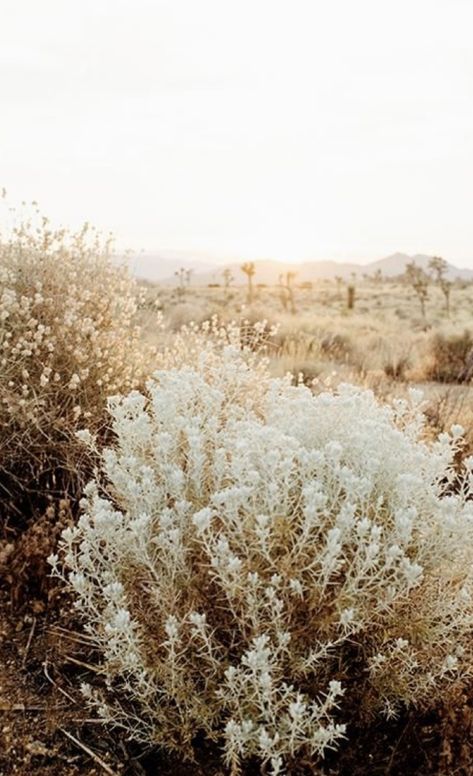 Carl Wilson, Documentary Style Photography, Earthy Vibes, Sonora Desert, The Joshua Tree, Desert Aesthetic, Native Flowers, National Park California, Fine Artwork