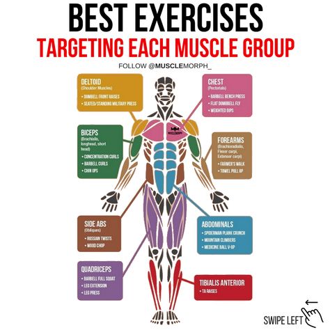 Best Exercises targeting each muscle group MuscleMorph https://musclemorphsupps.com/ Upper Body Workout Gym, Muscle Diagram, Workout Labs, Gym Workout Planner, Gym Workout Chart, Gym Workouts For Men, Weight Training Workouts, Martial Arts Workout, Best Exercises