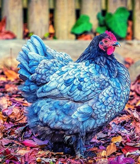 18 Blue Chicken Breeds: Rare, Eggs, Size, Weight, Use, Pictures Blue Chicken, Fancy Chickens, Beautiful Chickens, Hen Chicken, Chicken Lady, State Birds, Blue Boy, Chicken Breeds, A Chicken