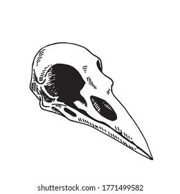 Playboy Tattoo, Wrist Tattoo Ideas, Wrist Tattoo Designs, Animal Skeletons, Crow Tattoo, Crow Skull, Skeleton Tattoos, Flash Tattoo Designs, Raven Skull