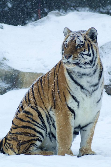 Tiger Snow, Tiger Sitting, Snow Tiger, The Lion Sleeps Tonight, Panthera Tigris, Cat Species, Siberian Tiger, Bengal Tiger, A Tiger