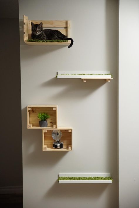 Cat Space, Cat Gym, Cat Wall Shelves, Living With Cats, Cat Ideas, Cat Perch, Cat Shelves, Space Cat, Cat Room