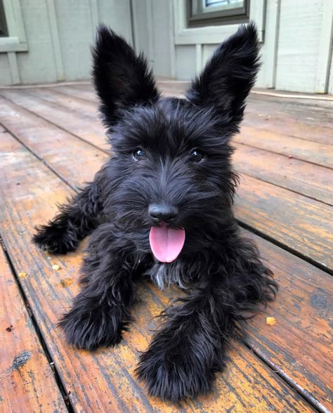 Scottie Puppies, Hypoallergenic Puppies, Scottish Terrier Puppy, Puppy Dog Pictures, Fluffy Cows, Scottie Dogs, Scottish Terriers, Puppy Photos, Pretty Dogs