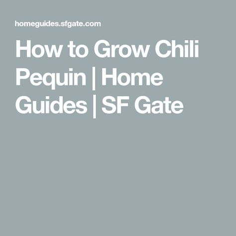 How to Grow Chili Pequin | Home Guides | SF Gate Grow Chili From Seed, Growing Chillies From Seed, Growing Pepperoncini Peppers, When To Harvest Pepperoncini, Chili Pequin, Growing Guajillo Peppers, Creative Nonfiction Writing, Tabasco Pepper, Creative Nonfiction