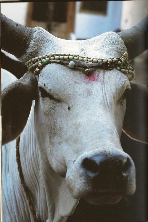 indian cow Hindu Cow, Cow Breeds, Indian Cow, Sacred Cow, Cow Photography, Mother India, Cow Pictures, Vedic Art, Hinduism Art