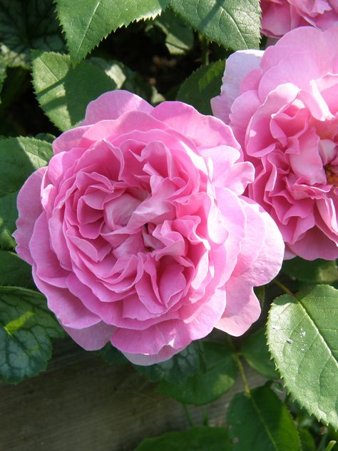 ‘Mary Rose’ |  Shrub.  English Rose Collection. Bred by David C. H. Austin (United Kingdom, 1983) | Flickr -  © Mimmi Elg Shade Plants Perennial, Perennial Garden Ideas, Rose Diseases, Rose Shrub, Rose Foto, Mary Rose, Greenhouse Kit, Garden Shrubs, Belle Rose