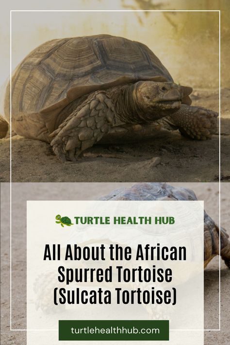 Unlock the secrets to caring for African Spurred Tortoises with our comprehensive guide. Explore habitat requirements, diet suggestions, and more African Spurred Tortoise Care Guide | Sulcata Tortoise Health Tips | Expert Care for Spurred Tortoises | Spurred Tortoise Diet and Care | African Tortoise Health Guide | Sulcata Tortoise Housing Tips | Spurred Tortoise Shell Health | African Tortoise Habitat Guide | Caring for African Spurred Tortoises | Tortoise Health Care for Experts | Sulcata Tortoise Diet, African Tortoise, Tortoise Diet, Turtle Basking Platform, Tortoise Care, Tortoise Habitat, Sulcata Tortoise, Pet Turtle, Tortoise Turtle