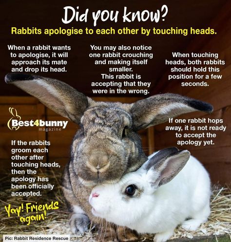 How To Take Care Of A Rabbit, Bunny Behavior, Rabbit Tips, Bunny Care Tips, Bunny Things, Rabbit Facts, Funny Bunny Videos, Rabbit Behavior, Rabbit Stuff