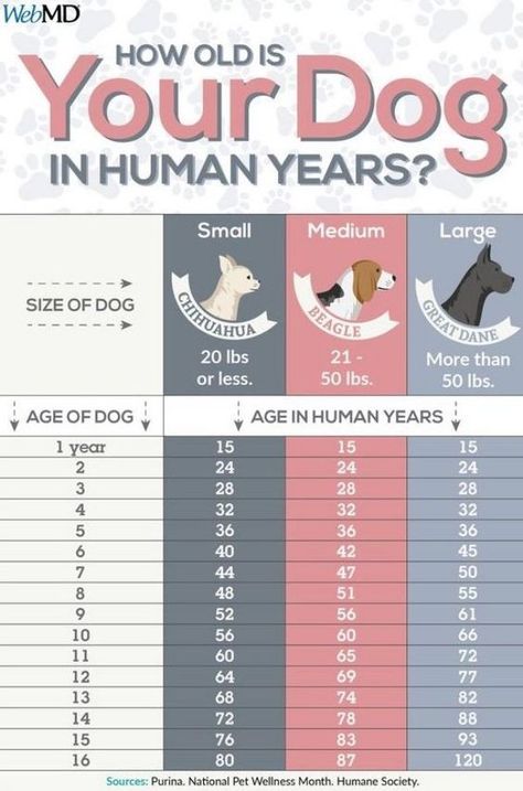 how old is your dog in human years? Background Grey, Dog Body Language, Dog Remedies, Cele Mai Drăguțe Animale, Dog Grooming Tips, Easiest Dogs To Train, Dog Ages, Dog Information, Dog Language