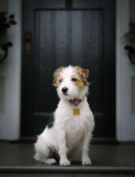 Russel Terrier, Parson Russell Terrier, Jack Russell Dogs, Dogs Lover, Jack Russells, Fox Terriers, What Dogs, Jack Russel, Fox Terrier