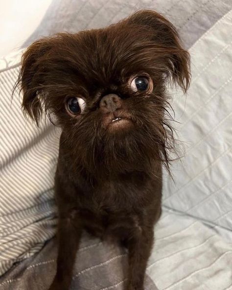 😤Brussels Griffons😤 on Instagram: "What’s your mood today? #1, #2 or #3 @cherrythegriff" Brussels Griffon Puppies, Abby Jimenez, Griffon Dog, Every Dog Breed, All Breeds Of Dogs, Brussels Griffon, The Bun, Bun Bun, Summer Books