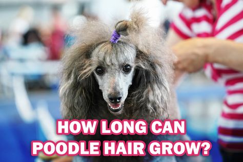 How long can poodle hair grow? Read this poodle hair guide on HoundGames Poodle Ponytail Hairstyle, Poodle Top Knot Styles, Poodle Hairstyles, Poodle Hair, Poodle Cuts, Poodle Grooming, Grooming Style, Mini Poodles, Grow Long Hair