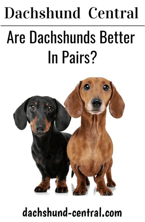 Are Dachshunds Better In Pairs? Dachshund Facts, Best Apartment Dogs, Puppy Tips, Dachshund Training, Red Dachshund, Dachshund Breed, Baby Dachshund, Puppies Tips, Dog Heaven