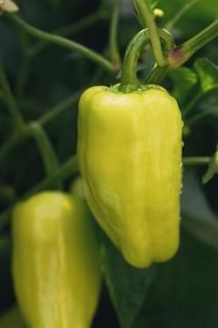 how to dry and save seeds from both hot and sweet pepper varieties for replanting next year Grow Peppers, Best Tasting Tomatoes, Growing Tomatoes Indoors, Growing Tomatoes From Seed, Growing Tomato Plants, Tomato Farming, Growing Tomatoes In Containers, Dried Peppers, Hot Peppers