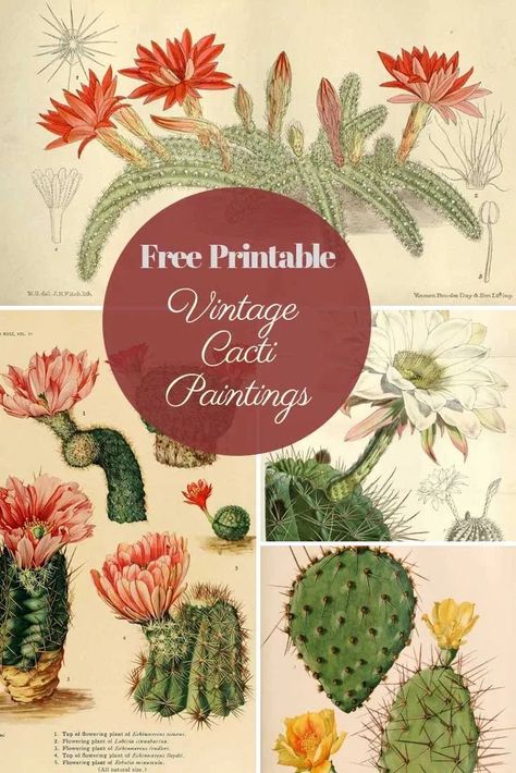 Cacti are so popular in interiors at the moment. These beautiful vintage cactus paintings would look fabulous in any home. Free to download and print. #cacti #freeprintable Farmhouse Wall Decorating Cactus Prints, Cactus Paintings, Vintage Cactus, Free Vintage Printables, Cactus Painting, Picture Boxes, Botanical Illustration Vintage, Vintage Botanical Prints, Printable Vintage