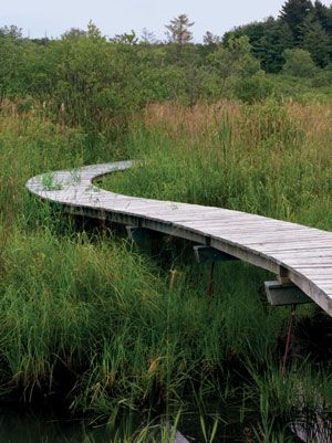 Nature and Structure Are One  When we think of paths through nature, we may first think of somewhat muddy trails carved out willy-nilly through the trees, covered in leaves. But a few landscape architects and architects have been showing how paths can be designed, set-apart, yet also enhance the experience of being surrounded by nature while carefully protecting natural habitat. Wetland Park, Easy Landscaping, Wooden Bridge, Landscape Projects, Land Art, Landscape Architect, Urban Landscape, Garden Paths, Walkway