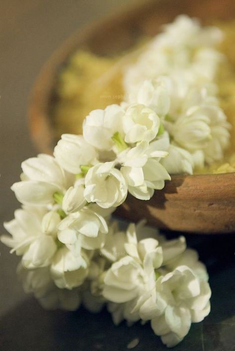 Jasmine flower chain Jasmine Flowers, Indian Flowers, Spring Wedding Flowers, Jasmine Flower, Trendy Flowers, Wedding Favors For Guests, Indian Wedding Photography, Simple Flowers, Flower Garlands