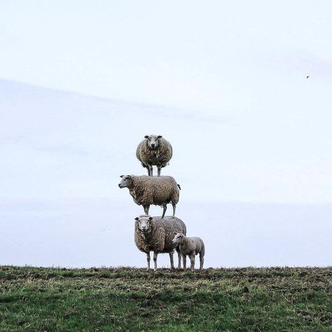 Instagram on Instagram: “Photo Illustration by @nappyc A tower of sheep = pure #WHPjoyful 🐑” Countryside Animals, Cute Products, Animals Cute, Photo Illustration, Funny Images, Farm Animals, Animals And Pets, Animal Pictures, Animals Wild