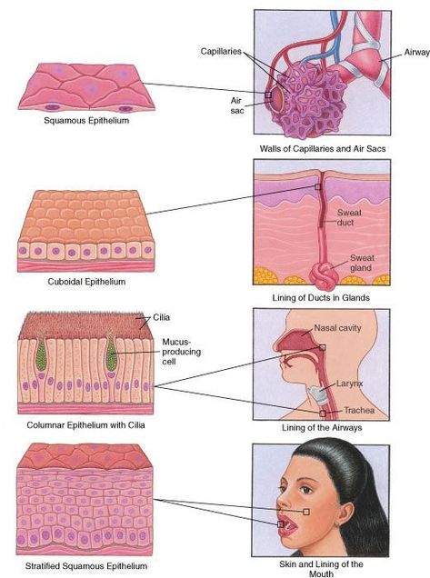 Epithelium: Surfaces of the Body. Shows the different types of epithelial cells of the integument and where they are found in the body. From the Merck Manual Home Health HandBook. Biology Classroom, Basic Anatomy And Physiology, Medical Student Study, Nursing School Survival, Biology Lessons, Medical Facts, Nursing School Notes, Medical School Studying, Human Anatomy And Physiology