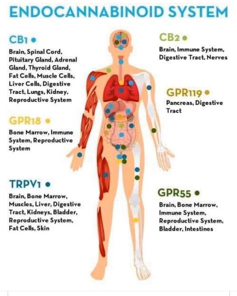 [Infographic] ENDOCANNABINOID SYSTEM Cbd Oil Benefits, Endocannabinoid System, Musculoskeletal System, Menstrual Pain, Reproductive System, Body Systems, Cbd Oil, Immune System, Health Benefits