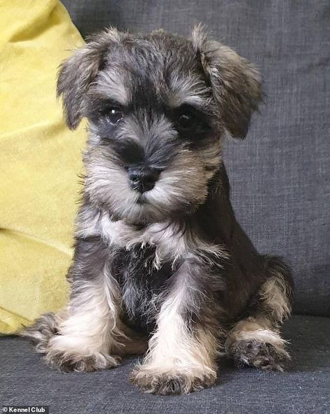 Mini Snauzers Brown, Miniature Schnauzer Dogs, Miniature Snauzer, Standard Snauzer, Puppies Schnauzer, Snauzer Puppy, Aesthetic Dog Stuff, Snoozer Dog, Puppy Schnauzer