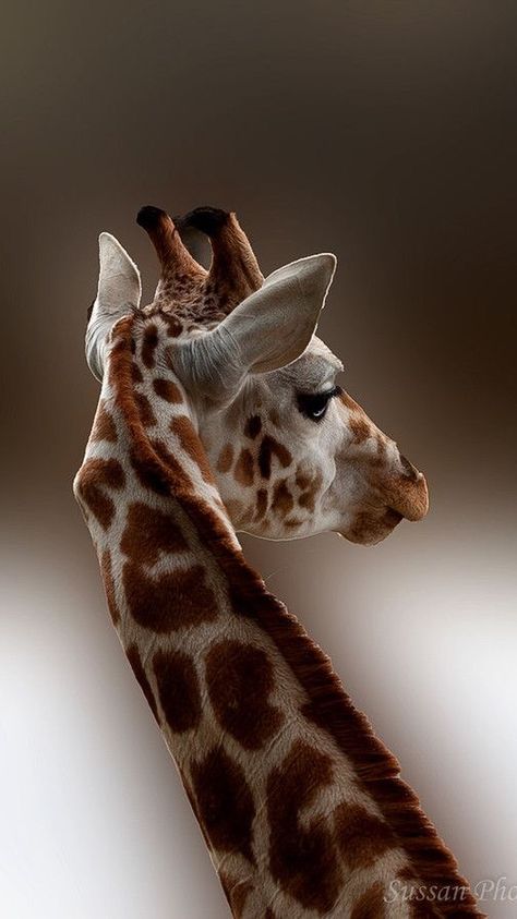 Girafe ✿⊱╮ Giraffes, Giraffe Pictures, Regnul Animal, Haiwan Comel, Anak Haiwan, Photo Animaliere, Giraffe Art, African Wildlife, African Animals