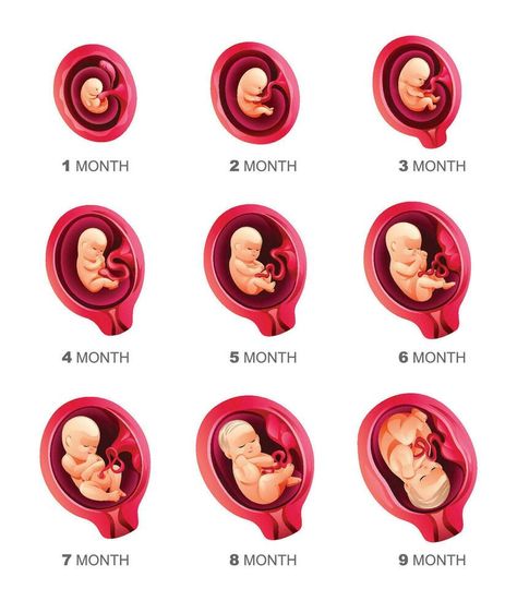 Stages Of Fetal Development, Embryo Development, Human Embryo, Fetal Development, Pregnancy Information, Pregnancy Stages, Baby Sets, Food Animals, Vector Illustration