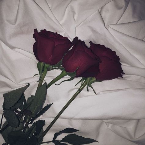 See more of aalegrbs’s VSCO. - #aalegrbs #aalegrbss #VSCO - #aalegrbs #aalegrbss #VSCO | Aesthetic roses, Red roses wallpaper, Rose wallpaper Rose Tumblr, Red Roses Wallpaper, Crochet Flowers Free Pattern, Aesthetic Roses, Rosé Aesthetic, Aesthetic People, Flower Phone Wallpaper, Rose Wallpaper, Red Aesthetic