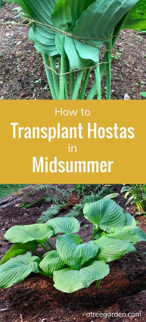 How To: Transplant Hostas in Midsummer | A Tree Garden How To Propagate Hostas, Replanting Hostas, How To Divide Hostas, How To Transplant Hostas, Hosta Shade Garden, When To Transplant Hostas, Transplant Hostas, Hosta Care, Hosta Gardens