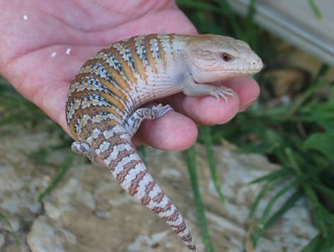 Blue Tongue Lizard Enclosure, Blue Tongue Skink Art, Blue Skink Lizards, Blue Tongued Skink, Northern Blue Tongue Skink, Blue Tongue Skink, Blue Tongued Skink Lizard, Creepy Animals, Reptile Room