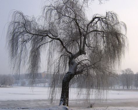 Weeping Willow Tree Photography, Willow Tree In Winter, English Assignment, Volcano Hawaii, Snowy City, Bonsai Inspiration, Country Views, Willow Trees, Weeping Willow Tree