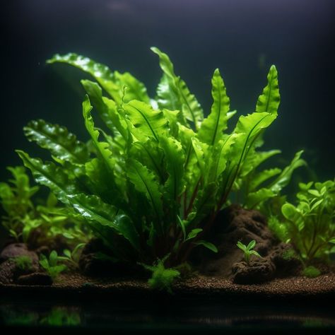 Java Fern Aquarium, Java Fern Aquascape, Scientific Names Of Flowers, 20 Gallon Aquarium, Java Fern, Aqua Scape, Fern Care, Clover Plant, Ferns Care