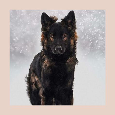 Super Beautiful German Shepherd! #GSDLOVE Berger Malinois, Sable German Shepherd, Black Shepherd, German Shepherd Pictures, Pet Tips, Photo Products, Printed Wall Art, Pretty Dogs