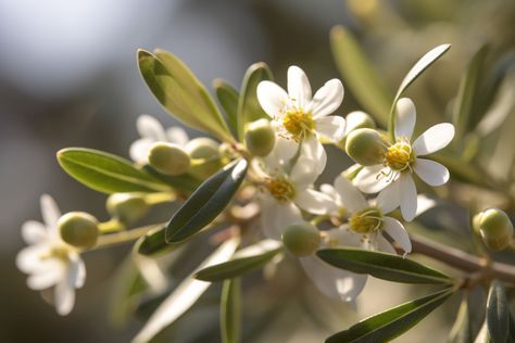 Olive Flower Meaning, Symbolism & Spiritual Significance - Foliage Friend - Learn About Different Types of Plants Flower Infused Oil, Olive Flower, Types Of Honey, Olive Wreath, Essential Oil Extraction, Tree Flowers, Flower Meanings, Infused Olive Oil, Olive Trees