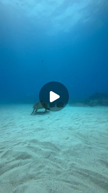 Epic Diving on Instagram: "The sweetest turtle joined us today!!!   15 tigers and everyone fell in love with this guy!  Video by @epic_diving_vpc with an #iphone13 in a @sealifecameras housing. Diving with @swimwithsharks_   #greathammerhead #tigershark #tigerbeach #sharkdive #bahamas #sharks #sharkdive  #scuba #scubadiving #watersports #diving #swimming #greathammerheadshark #amazinganimals  #underwaterphotography #underwatervideo #mysealifecamera #sealifecamera #seadragon #sealifesportdiver #sealifemicro #scuba #scubadiving #watersports #diving #swimming #greathammerheadshark" Shark Videos, Scuba Diving Shark, Scuba Diving Videos, Horse Diving, Sea Turtles Photography, Swimming Videos, Sea Video, Diving Videos, Deep Sea Life