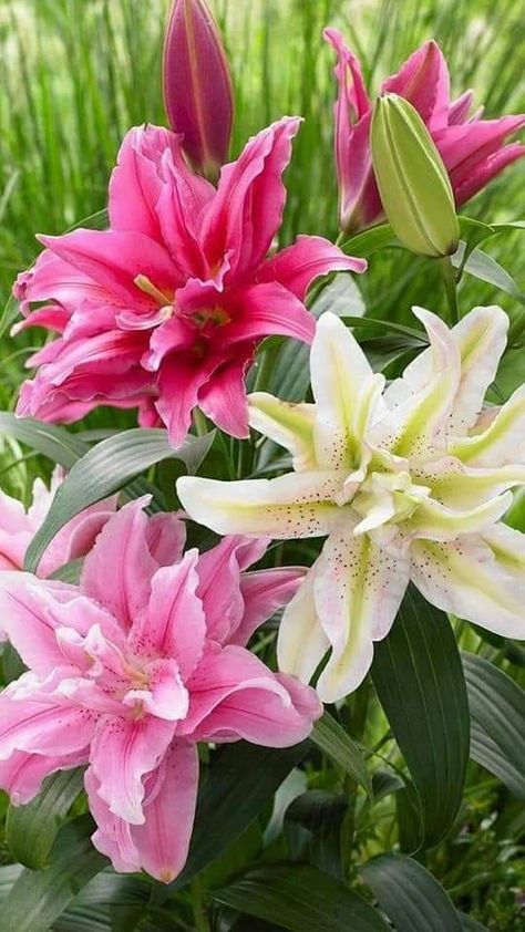 Exotic Flowers, Day Lilies, Wonderful Flowers, Beautiful Rose Flowers, Beautiful Flowers Pictures, Alam Semula Jadi, Flower Lover, Lily Flower, Flowers Nature