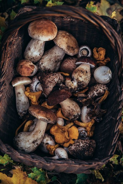 Lithuania Aesthetic, Autumn Mushrooms, Magazine Recipe, Recipe Mushroom, Country Home Magazine, My French Country Home, French Country Home, Mushroom Fungi, Cottage Core Aesthetic