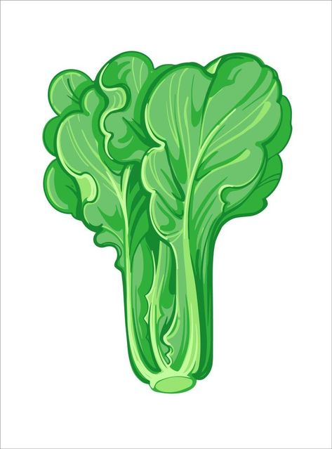 Lettuce or Romaine lettuce, hand drawn vector illustration isolated on white background. Fresh cartoon vegetable. Seasonal vegetables. Lettuce Aesthetic, Lettuce Drawing, Lettuce Illustration, Sunflower Drawing Easy, Vegetables Drawing, Lettuce Vegetable, Drawing Easy Step By Step, Vegetable Drawing, Vegetable Cartoon