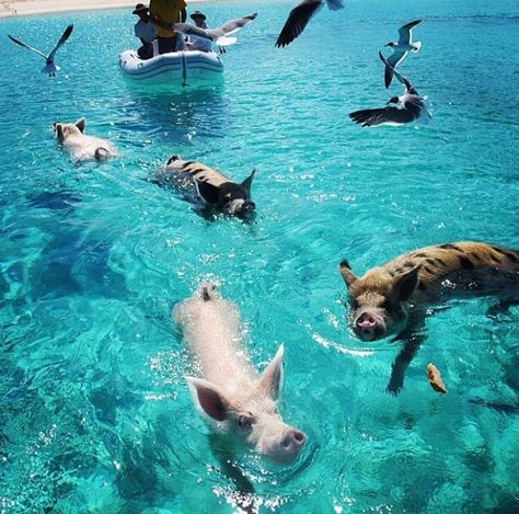 Pig Island Bahamas, Swimming Pigs Bahamas, Bahamas Pigs, Pig Island, Pig Beach, Swimming Pigs, Atlantis Bahamas, Shark Photos, Bahamas Vacation