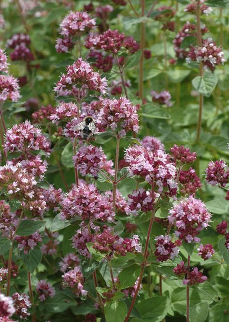 bergmynte, Origanum vulgare Low Ground Cover, Poisonous Herbs, Flowers Moodboard, Resort Garden, Plants For Sun, Botanical Names, Origanum Vulgare, Sunset Garden, Purple Foliage