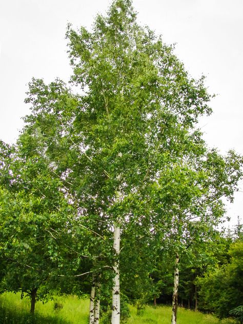 Dakota Pinnacle® Birch For Sale Online | The Tree Center European White Birch, Betula Pendula, White Birch Trees, Planting Calendar, Specimen Trees, Silver Birch, Potted Trees, Birch Trees, White Birch