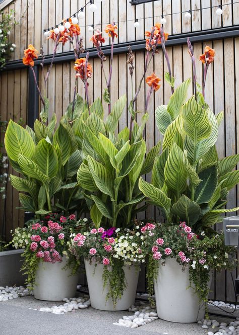 Tall Potted Plants Outdoor Patio, Privacy Plants In Planters, Tropical Garden In Pots, Annual Tropical Plants, Tropical Flowering Plants Outdoor, Tall Patio Plants In Pots, Tropical Planters Pots, Outdoor Plants For Patio, Tall Outdoor Plants In Pots