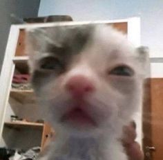 Funny Looking Cats, Hot Chip, Reaction Pic, Funny Animal Photos, Silly Cats Pictures, Cute Cats Photos, Funny Animal Jokes, Silly Animals, Anime Meme