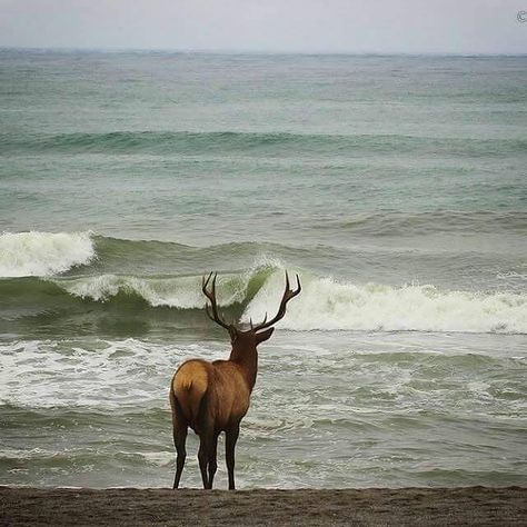 The Coast was made for quiet reflections.   Photo Credit: Daniel Elster, Elster Photography Gearhart Oregon, Roosevelt Elk, Cabin Art, State Of Oregon, Southern Oregon, Central Oregon, Oregon Travel, Cannon Beach, Oregon Coast