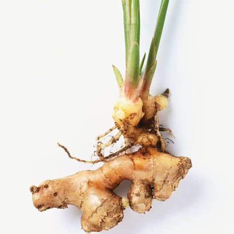 Regrow Veggies, Regrow Vegetables, Strawberry Pots, Growing Ginger, Indoor Vegetables, Tattoo Plant, Health Benefits Of Ginger, Gardening Projects, Head Of Lettuce