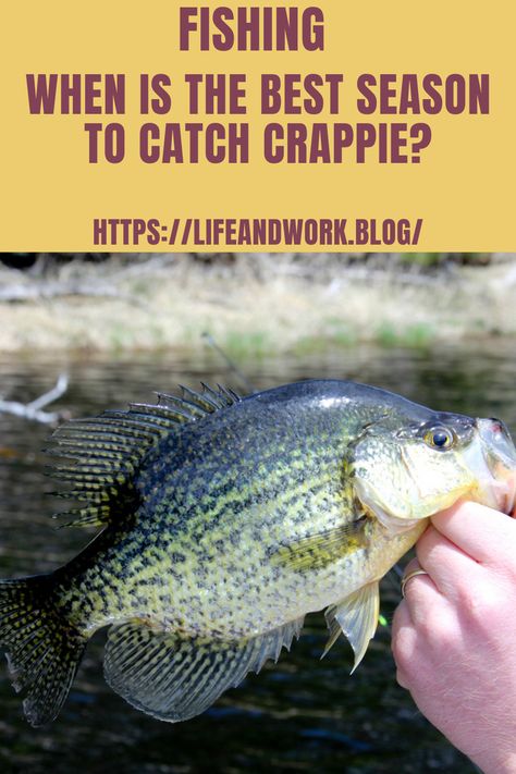 Black Crappie, Crappie Fishing Tips, Trout Fishing Tips, Fishing 101, Fishing Jig, Fishing For Beginners, Bass Fishing Lures, Bass Fishing Tips, Walleye Fishing