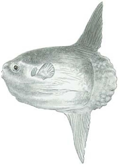 Sunfish Drawing, Sunfish Tattoo, Mola Mola Fish, Ocean Sunfish, Fish Project, Sun Fish, Baby Shark Dance, Mola Mola, Guinness Book Of World Records