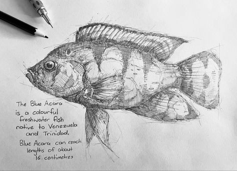 #sketch #art #fish Gosh Drawing, Fish Sketch Drawing, Carp Drawing, Fish Pencil Drawing, Fish Sketches, Hatch Drawing, Fish Sketch, Drawn Fish, Human Figure Sketches