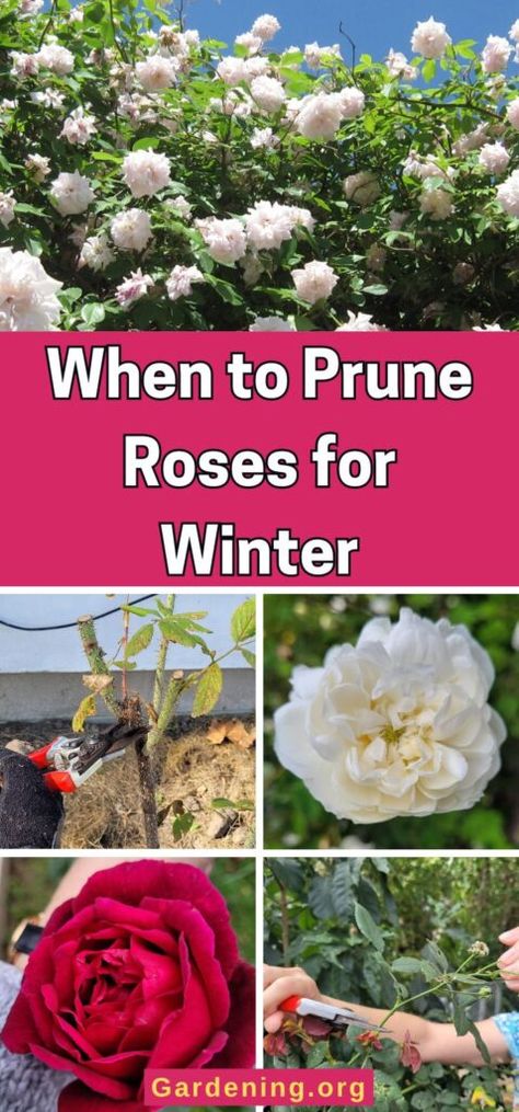 Pruning Rose Bushes In The Fall, When To Prune Roses In The Fall, How To Prune Roses, Trim Rose Bushes, When To Prune Roses, Prune Roses, Rose Bush Care, Rose Pruning, Mary Garden